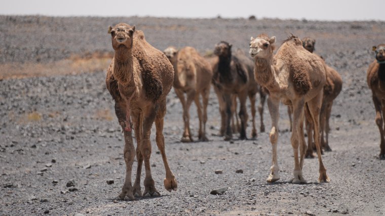 A quiet encounter in the desert.