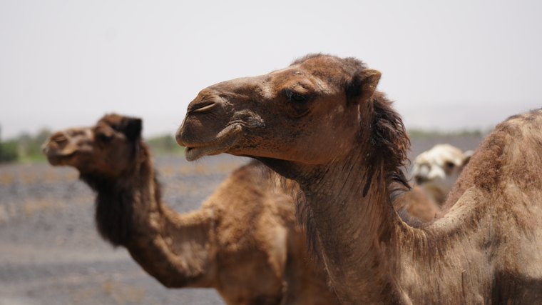 Morocco trip photo 41 · 25 May 2025